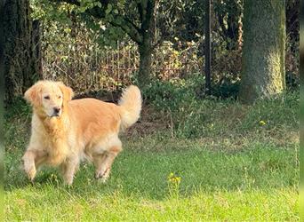 Golden Retriever Hündin abzugeben in gute Hände