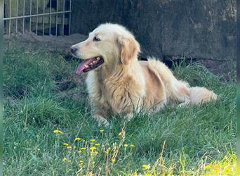 Golden Retriever Hündin abzugeben in gute Hände