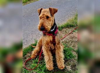 Airedaleterrier Welpen