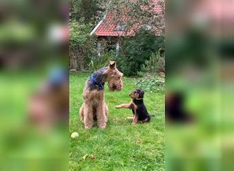 Airedaleterrier Welpen