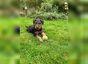 Airedaleterrier Welpen