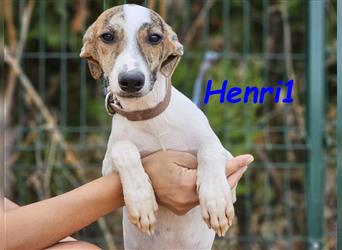 Henri1 05/2024 (ESP) - verspielter und niedlicher Bodeguero-Galgo-Whippet-Mix Welpe!