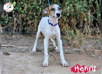 Henri1 05/2024 (ESP) - verspielter und niedlicher Bodeguero-Galgo-Whippet-Mix Welpe!