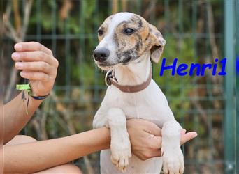 Henri1 05/2024 (ESP) - verspielter und niedlicher Bodeguero-Galgo-Whippet-Mix Welpe!