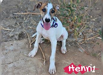 Henri1 05/2024 (ESP) - verspielter und niedlicher Bodeguero-Galgo-Whippet-Mix Welpe!