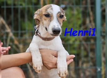 Henri1 05/2024 (ESP) - verspielter und niedlicher Bodeguero-Galgo-Whippet-Mix Welpe!