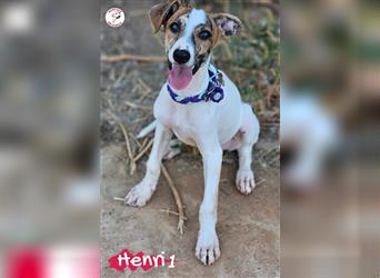 Henri1 05/2024 (ESP) - verspielter und niedlicher Bodeguero-Galgo-Whippet-Mix Welpe!