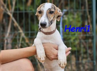 Henri1 05/2024 (ESP) - verspielter und niedlicher Bodeguero-Galgo-Whippet-Mix Welpe!