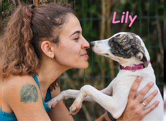 Lily 05/2024 (ESP) - aufgeschlossene und zuckersüße Bodeguero-Galgo-Whippet-Mix Welpin!