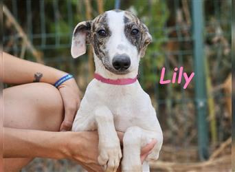 Lily 05/2024 (ESP) - aufgeschlossene und zuckersüße Bodeguero-Galgo-Whippet-Mix Welpin!