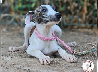 Lily 05/2024 (ESP) - aufgeschlossene und zuckersüße Bodeguero-Galgo-Whippet-Mix Welpin!