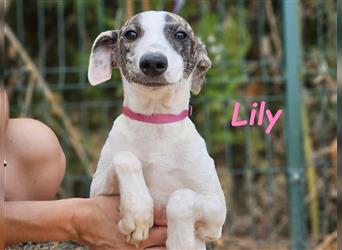 Lily 05/2024 (ESP) - aufgeschlossene und zuckersüße Bodeguero-Galgo-Whippet-Mix Welpin!