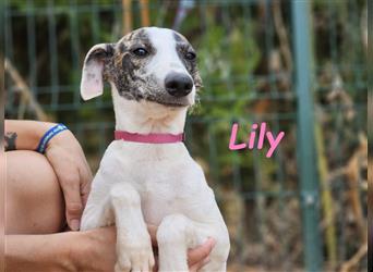 Lily 05/2024 (ESP) - aufgeschlossene und zuckersüße Bodeguero-Galgo-Whippet-Mix Welpin!