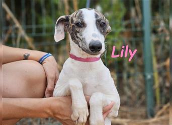 Lily 05/2024 (ESP) - aufgeschlossene und zuckersüße Bodeguero-Galgo-Whippet-Mix Welpin!