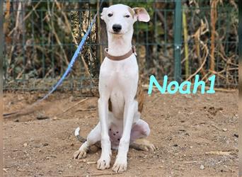 Noah1 05/2024 (ESP) - lustiger und hübscher Bodeguero-Galgo-Whippet-Mix Welpe!