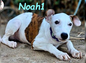 Noah1 05/2024 (ESP) - lustiger und hübscher Bodeguero-Galgo-Whippet-Mix Welpe!