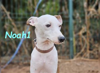 Noah1 05/2024 (ESP) - lustiger und hübscher Bodeguero-Galgo-Whippet-Mix Welpe!