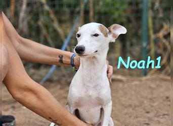 Noah1 05/2024 (ESP) - lustiger und hübscher Bodeguero-Galgo-Whippet-Mix Welpe!