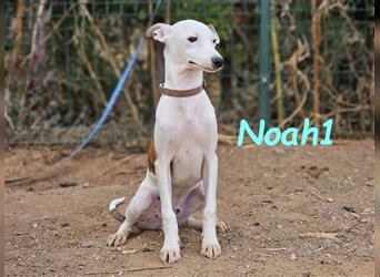 Noah1 05/2024 (ESP) - lustiger und hübscher Bodeguero-Galgo-Whippet-Mix Welpe!