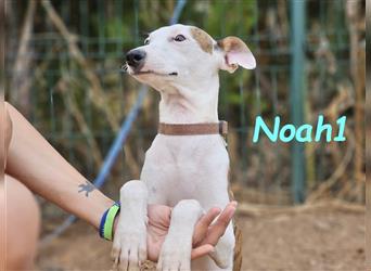 Noah1 05/2024 (ESP) - lustiger und hübscher Bodeguero-Galgo-Whippet-Mix Welpe!