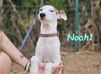 Noah1 05/2024 (ESP) - lustiger und hübscher Bodeguero-Galgo-Whippet-Mix Welpe!