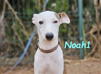 Noah1 05/2024 (ESP) - lustiger und hübscher Bodeguero-Galgo-Whippet-Mix Welpe!