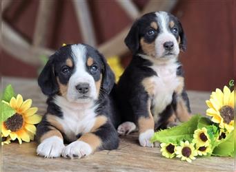 Entlebucher Sennenhunde Welpen mit Papieren