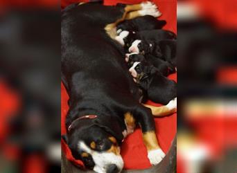 Entlebucher Sennenhunde Welpen mit Papieren