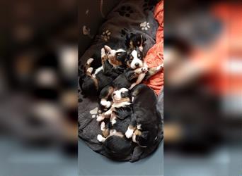 Entlebucher Sennenhunde Welpen mit Papieren