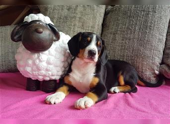 Entlebucher Sennenhunde Welpen mit Papieren