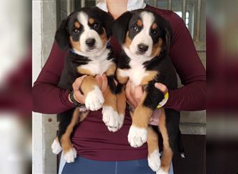 Entlebucher Sennenhunde Welpen mit Papieren