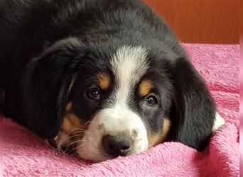 Entlebucher Sennenhunde Welpen mit Papieren