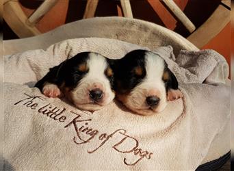 Entlebucher Sennenhunde Welpen mit Papieren