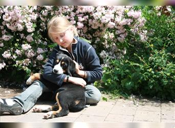 Entlebucher Sennenhunde Welpen mit Papieren