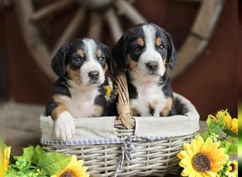 Entlebucher Sennenhunde Welpen mit Papieren