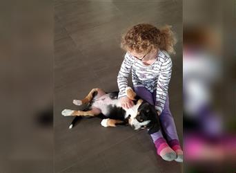 Entlebucher Sennenhunde Welpen mit Papieren