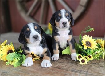 Entlebucher Sennenhunde Welpen mit Papieren