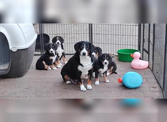 Entlebucher Sennenhunde Welpen mit Papieren