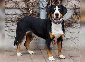 Entlebucher Sennenhunde Welpen mit Papieren