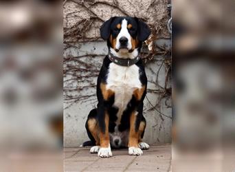 Entlebucher Sennenhunde Welpen mit Papieren