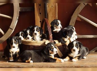 Entlebucher Sennenhunde Welpen mit Papieren