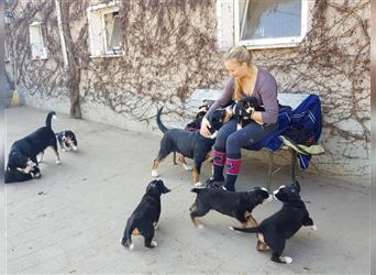 Entlebucher Sennenhunde Welpen mit Papieren