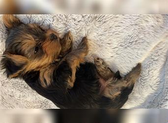 Yorkshire Terrier Welpen