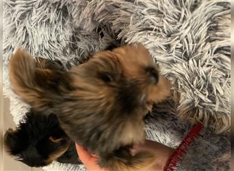 Yorkshire Terrier Welpen