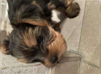 Yorkshire Terrier Welpen