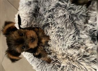 Yorkshire Terrier Welpen