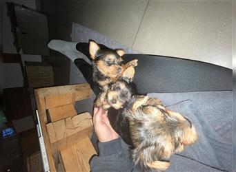 Yorkshire Terrier Welpen