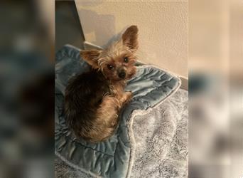 Yorkshire Terrier Welpen