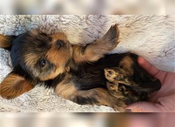 Yorkshire Terrier Welpen