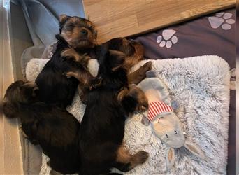 Yorkshire Terrier Welpen